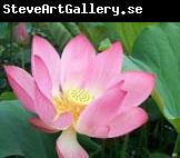 unknow artist Realistic Water Lily